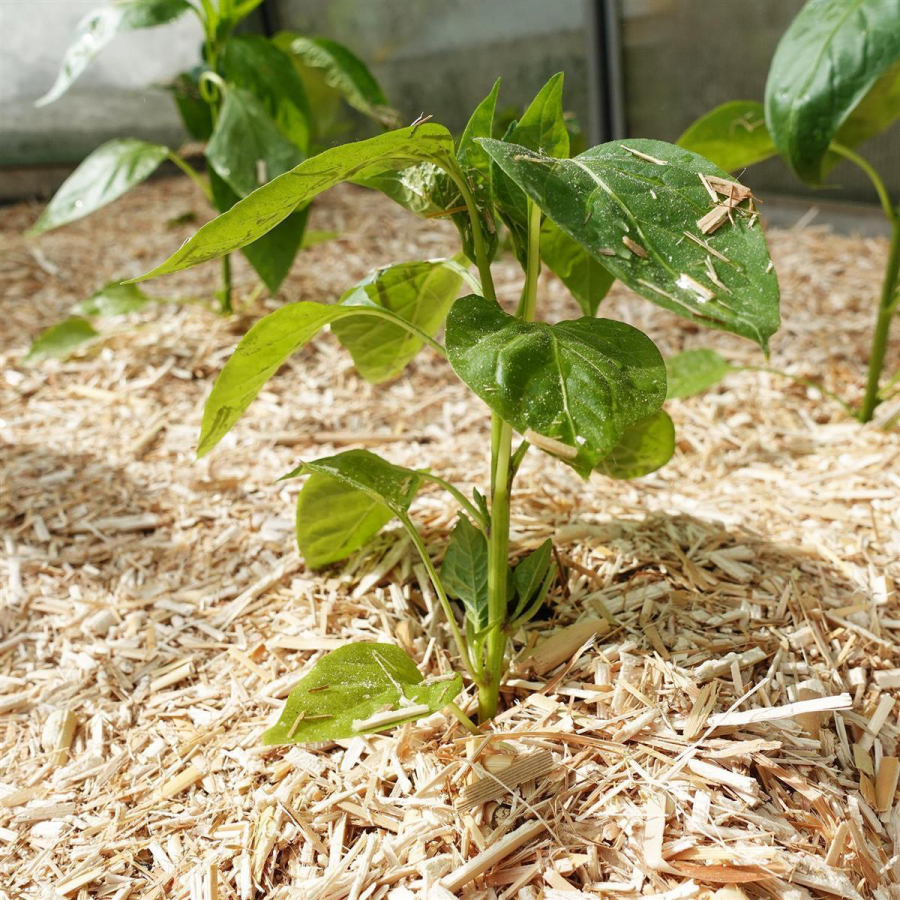 mulch-4.jpg
